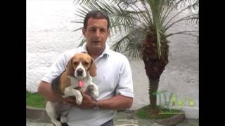 Cómo entrenar un perro Beagle  TvAgro por Juan Gonzalo Angel [upl. by Arie]