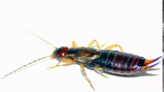 Earwig Facts  Facts About Earwigs [upl. by Gaven]