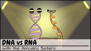 DNA vs RNA Updated [upl. by Noyr926]