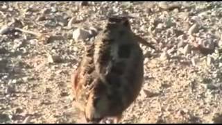 American Woodcock Dances to Get Down On It [upl. by Milena]