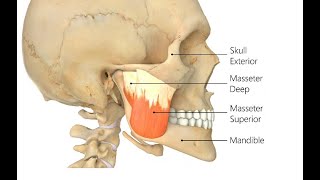 Two Minutes of Anatomy Masseters [upl. by Haden368]