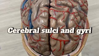 Cerebral sulci and gyri cerebral cortex  neuroanatomy sulcus and gyrus  Brain  model  ospe [upl. by Ahsias]