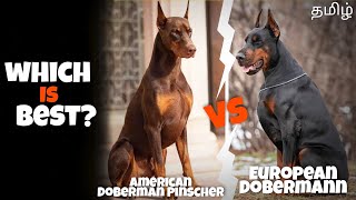 American Doberman Pinscher vs European Dobermann  என்ன வித்தியாசம்  strong  funny 😂 [upl. by Bourn]