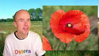 Der Klatschmohn Ein roter Farbtupfer der Natur im Spotlight 🌺🎥 [upl. by Adanar559]