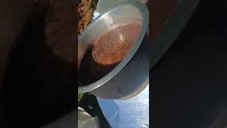 Solar Cooked Beans CleanCooking SolarCooking SolarCookersInternational [upl. by Verney]