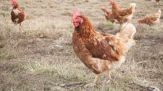 Côte divoire élevage de pondeuse de poulets de chairs [upl. by Shulock]