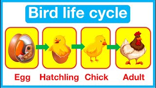 Bird Life Cycle 🤔  Bird amp Chicken life cycle  Easy learning video [upl. by Ydnahs551]