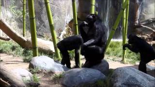 Bonobos at the San Diego Zoo [upl. by Adnohs721]