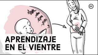 Desarrollo Prenatal Lo Que los Bebés Aprenden Dentro del Vientre [upl. by Eimmot]