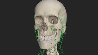 Introduction to the Lymphatic System  Animated Tutorial  Complete Anatomy [upl. by Anahahs]