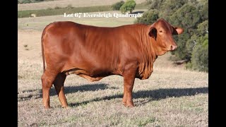 Lot 67 Eversleigh Quadruple PH D4 [upl. by Eecram]