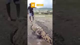 Largest Crocodiles Ever Recorded 🐊 [upl. by Alegnatal]