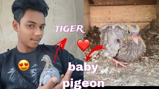 baby pigeon hand feed🕊️❣️😍kabootar [upl. by Collayer182]