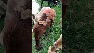 sheeps lookviral youtubeshort viralvideo best [upl. by Barna404]