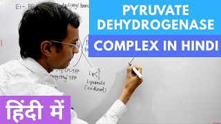 Pyruvate Dehydrogenase Complex in Hindi [upl. by Eimme112]