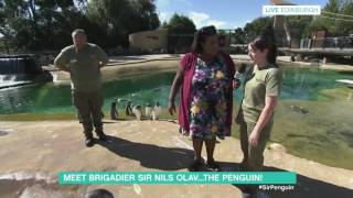 Alison Meets Brigadier Sir Nils Olav The Penguin  This Morning [upl. by Luy]