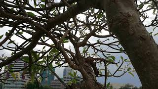 Araliya Tree Plumeria rubra [upl. by Anitahs836]