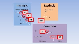 Fibrinolysis Thrombolysis and Anticoagulation [upl. by Eelam]