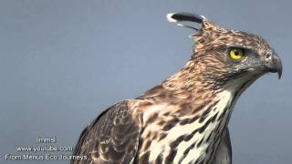 Nature Trees And Birds  Crested Hawkeagle Or Changeable HawkEagle [upl. by Sixele]