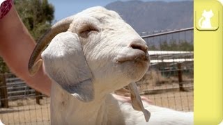 Abused Rodeo Goat Seeks Affection  Unadoptables [upl. by Manaker]