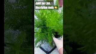 Foxtail plant  Foxtail Fern  Alopecurus growinggreengarden garden gardeningtips gardening [upl. by Holtz805]