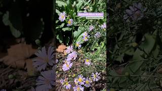 Symphyotrichum laeve  Smooth Blue Aster  Native Garden Design  Pollinator Garden [upl. by Bocoj]