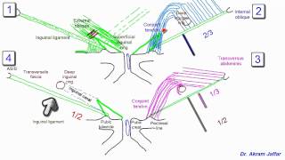 Anatomy of the inguinal region simplified [upl. by Leruj]