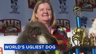 Wild Thang crowned winner of 2024 Worlds Ugliest Dog contest [upl. by Nanoc]