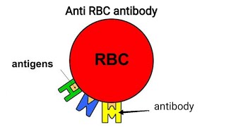 Coombs TestPart 2 Anti RBC antibodyTamilMightymedicoz [upl. by Arahsal]