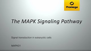 The MAPK Signaling Pathway [upl. by Ilujna]