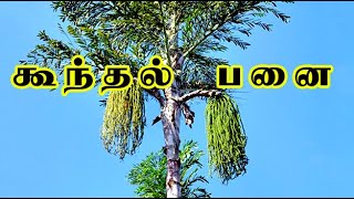 Caryota urens கூந்தல் பனை மருத்துவம் koonthal panai medicine [upl. by Evangelin]