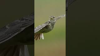 skylark wildlifephotoghraphy birds nature [upl. by Aisyat]