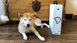 I Got Doge a New PC [upl. by Iliak]