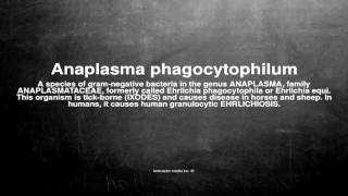 Medical vocabulary What does Anaplasma phagocytophilum mean [upl. by Kela]