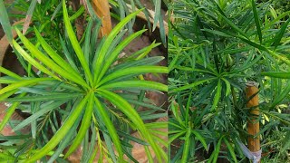 Beginners Guide to Podocarpus Plant  How to Care For Podocarpus  RM Garden [upl. by Adham340]