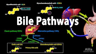 Bile Pathways and the Enterohepatic Circulation Animation [upl. by Steinberg]