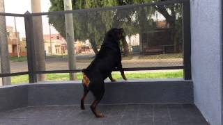 Rottweiler enojado [upl. by Notled]