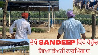 HOW SANDEEP MAKES DAIRY FARMING A SUCCESSFUL BUSINESS  AULAKH DAIRY FARM  RAMPURA PHUL  BATHINDA [upl. by Adele121]