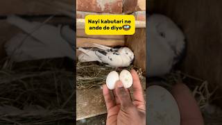 Nayi kabutari ne ande de diye🪺 petlover minivlog birds pigeon kabutar pigeonvlogger [upl. by Rani628]