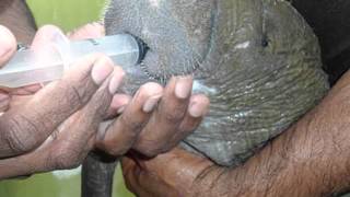 West Indian Manatee  A Documentary [upl. by Rodmun]