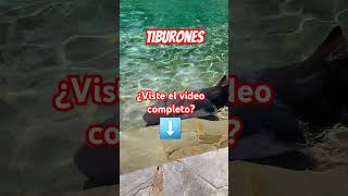 Tiburones 🦈😱 parati videos nature amor travel live viralvideo shorts shortsvideo [upl. by Glynn]