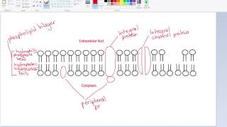 Drawing The Fluid Mosaic Model IB Biology [upl. by Haseefan69]