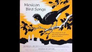 Mexican Bird Songs [upl. by Yehsa]