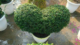 All bonsai plant wholesale onlineHow to make jade plant bonsaibonsai tree6289112141 [upl. by An]