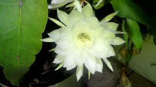 Night Blooming Cereus September 2024 Part II [upl. by Airotna366]