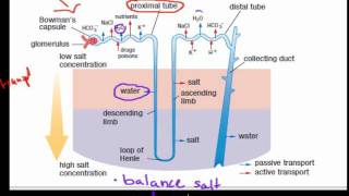 MB39filtration and reabsorption in the kidney HSC biology [upl. by Anauj]