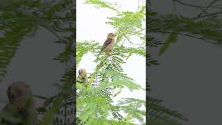 bayaweaver weaverbird birds birdsvideo birdslover 4k urbanwildlife family peacefulmoments [upl. by Akema]