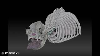 PhD Vid Of models Brachycephaly [upl. by Krongold651]