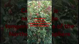 Crab appleMalus sylvestris  A wild crab appleTree nature [upl. by Leakcim]