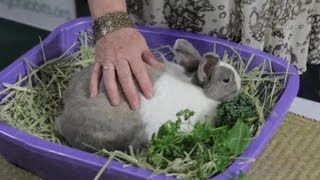 What Are Some Signs That a Momma Rabbit Is Feeding Her Newborns  Rabbit Care [upl. by Jamesy]